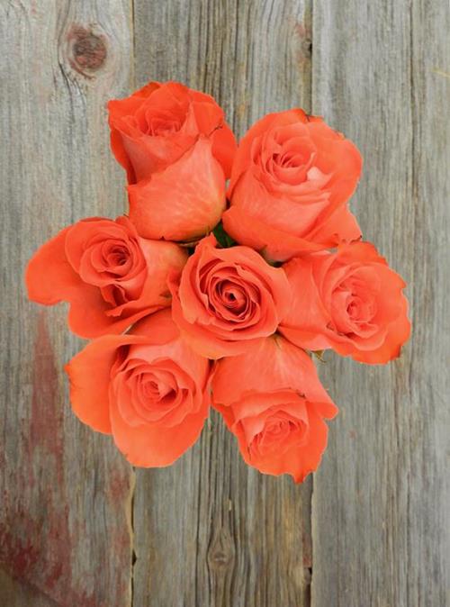 CARTAGENA  ORANGE ROSES